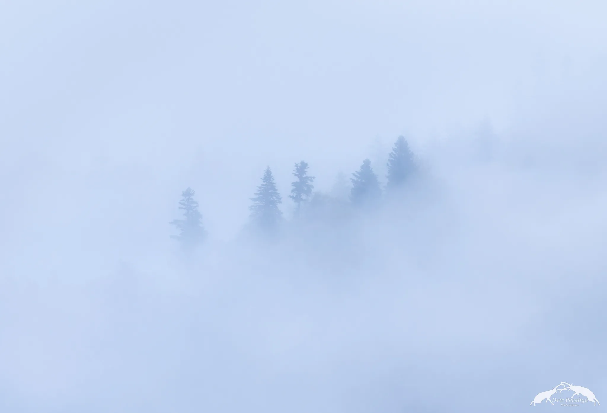 A Nubian Ibex standing on a cliff